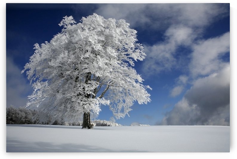 White Windbuche in Black Forest by 1x