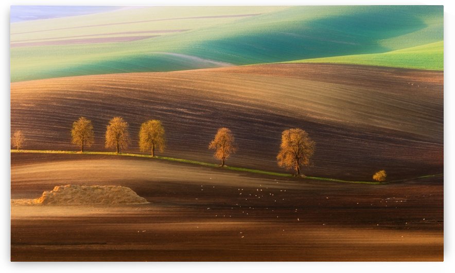 Moravian Trees by 1x