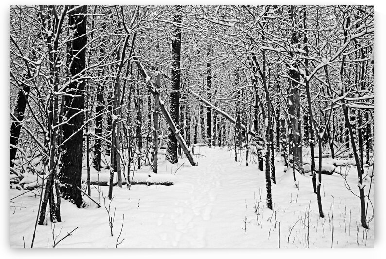 Cold And Crisp Black And White by Deb Oppermann