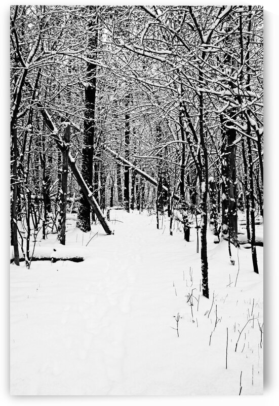 Cold And Crisp Winter Forest I Black And White by Deb Oppermann