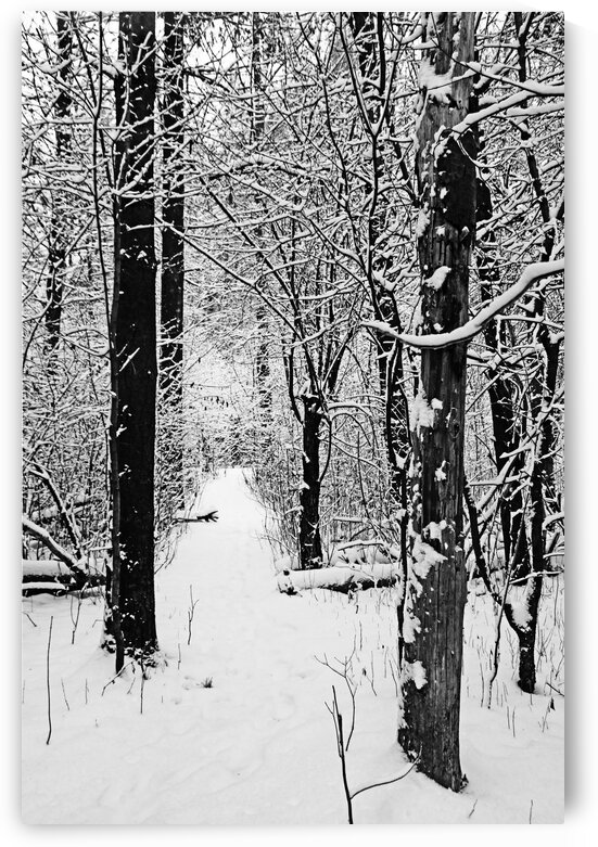 Decked In Snow Black And White by Deb Oppermann