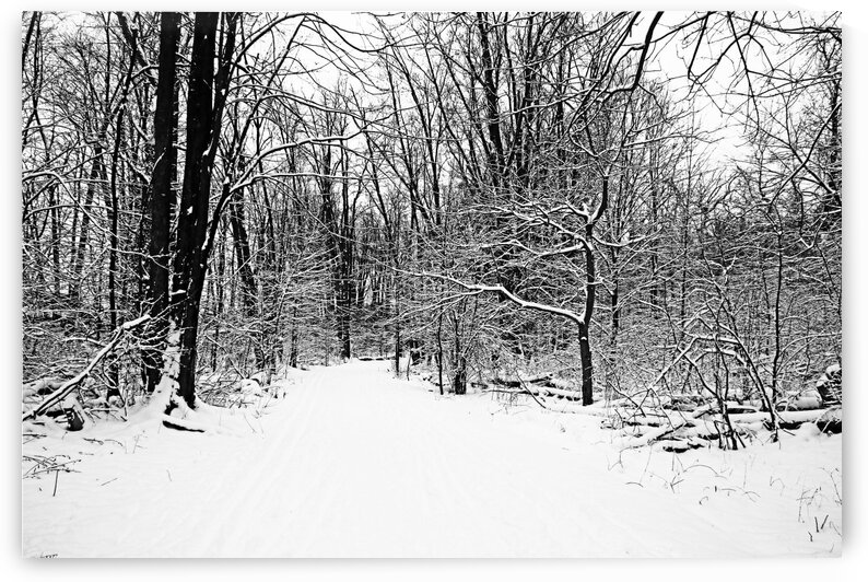 Walking A Winter Trail Black And White by Deb Oppermann