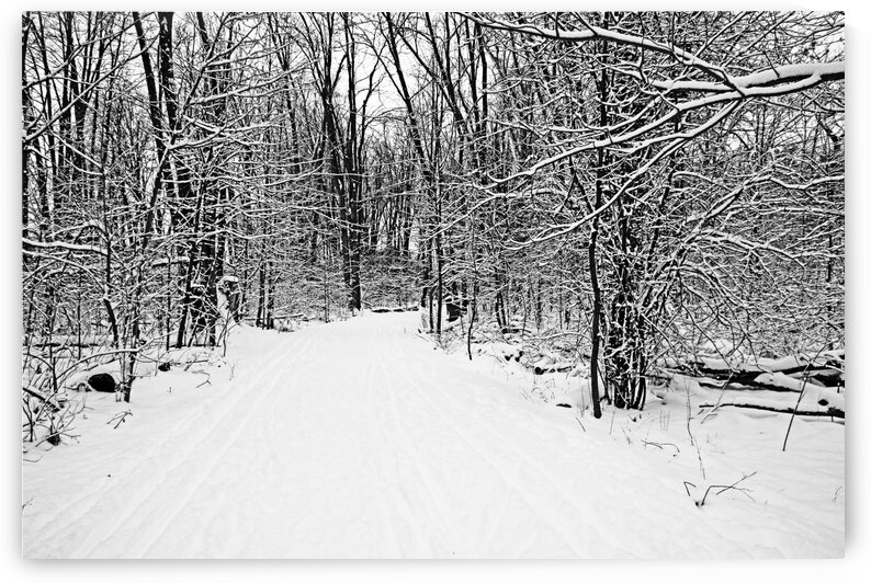 Walking A Winter Trail I Black And White by Deb Oppermann