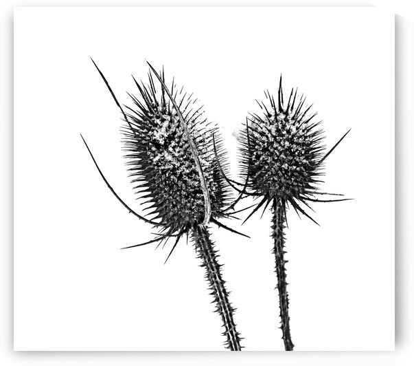 Winter Teasel Black And White by Deb Oppermann