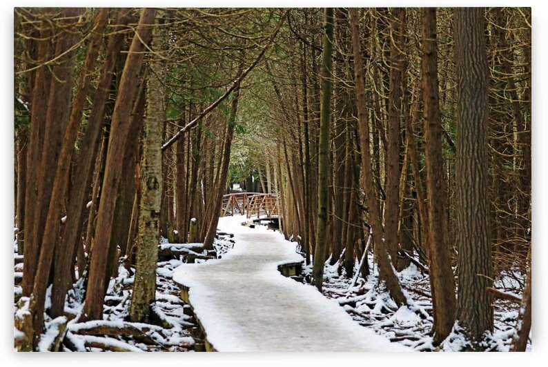 Over The Winter Wetland by Deb Oppermann