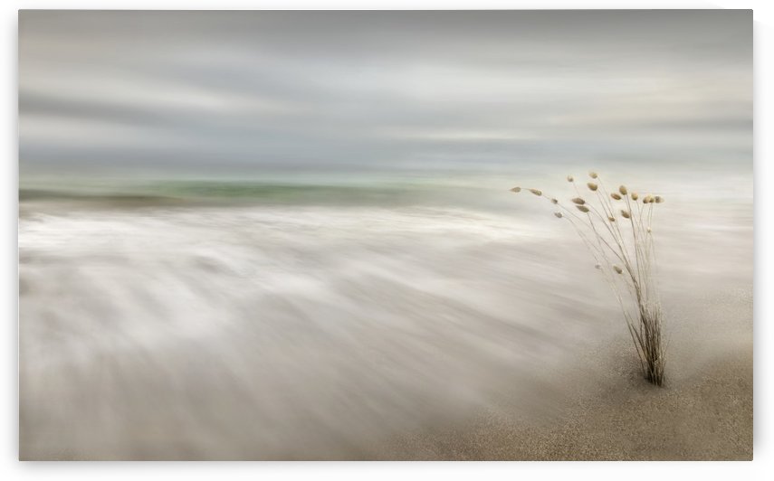 Ears in the Sea by 1x