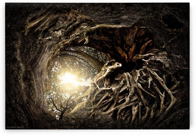 Under The Trees 1 by 1x