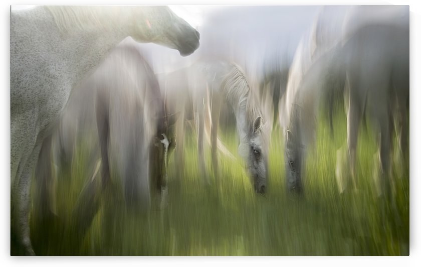 Impression by milan malovrh  by 1x