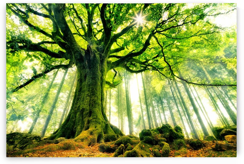 Ponthus' Beech by 1x