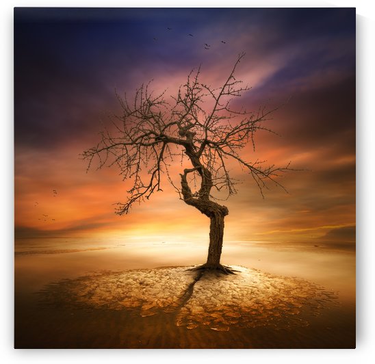 Lonely by Piotr Krol (Bax) by 1x