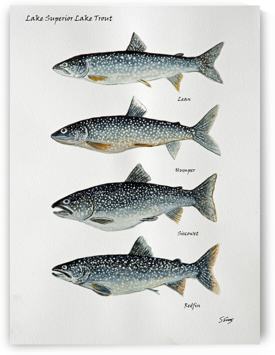 Lake Superior Lake Trout Painting by Stephen Emms