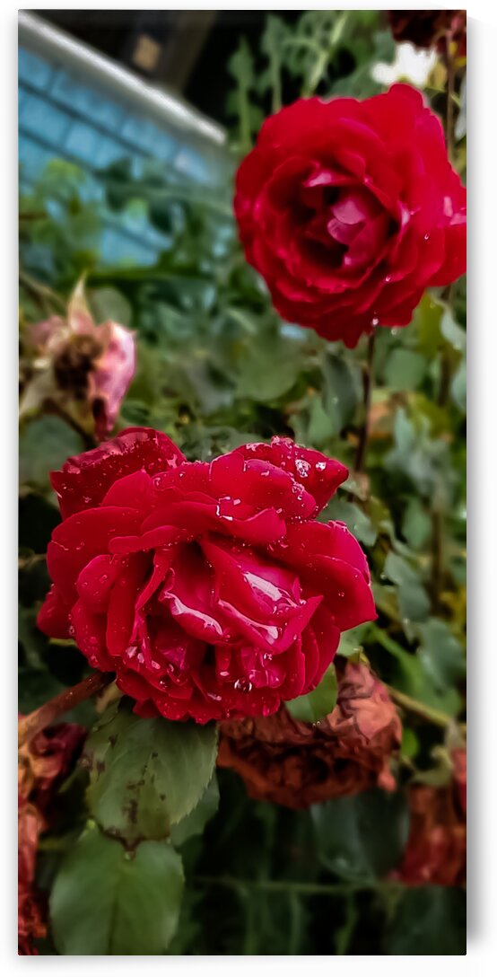 Snapchat 787417573 by Michael Silva