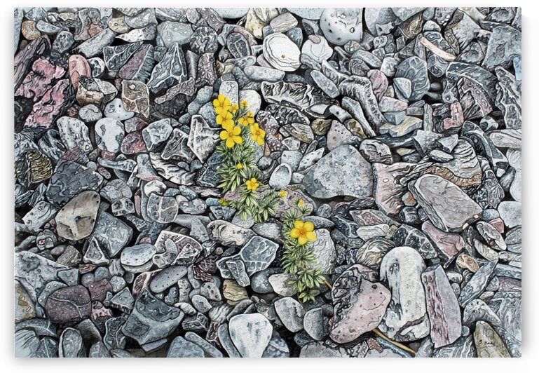 Shrubby Cinquefoil Painting by Stephen Emms