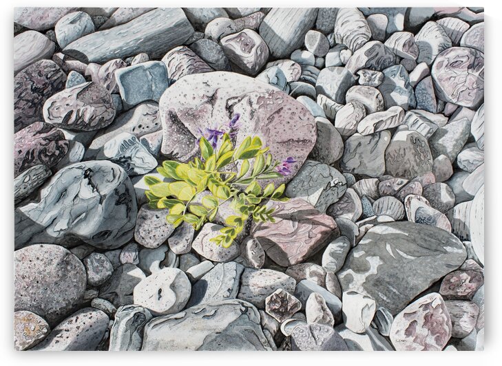 Beach Peas Painting by Stephen Emms