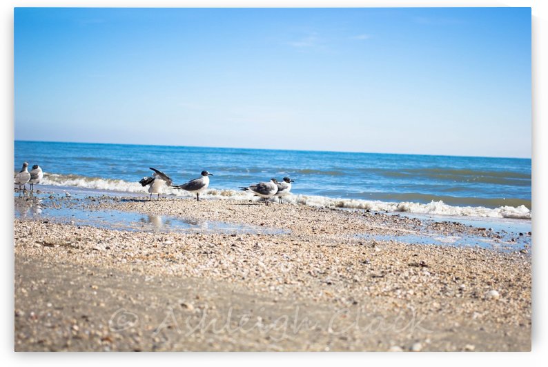 Birds of a Feather by Ashleigh Clack