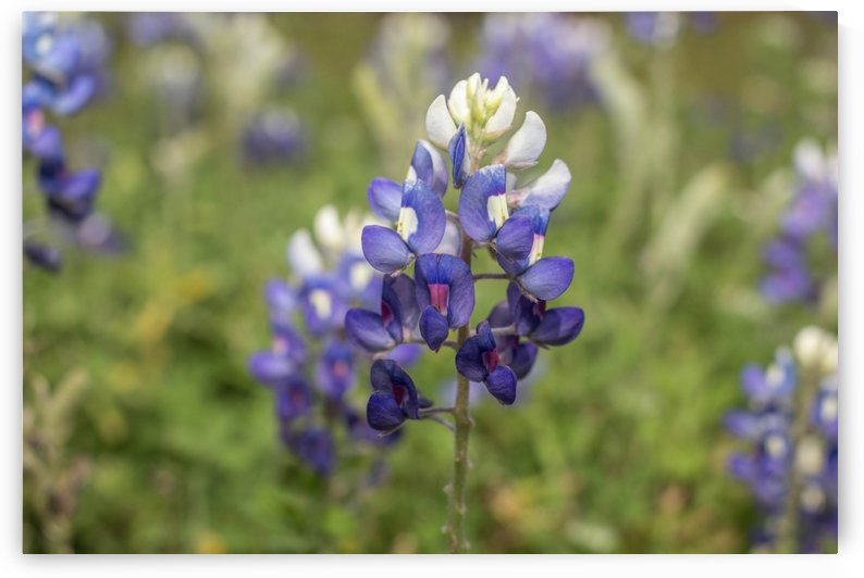 Bluebonnet by Ashleigh Clack