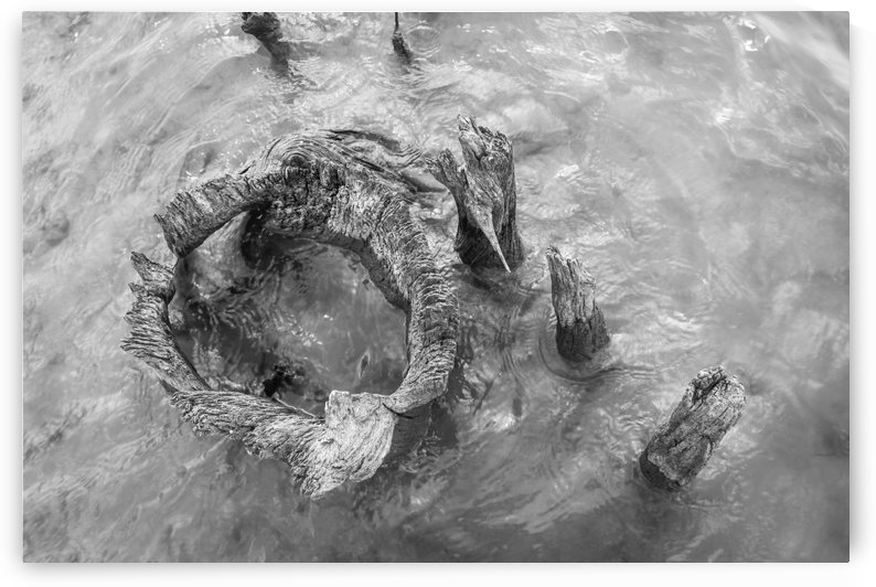 Stump by Ashleigh Clack