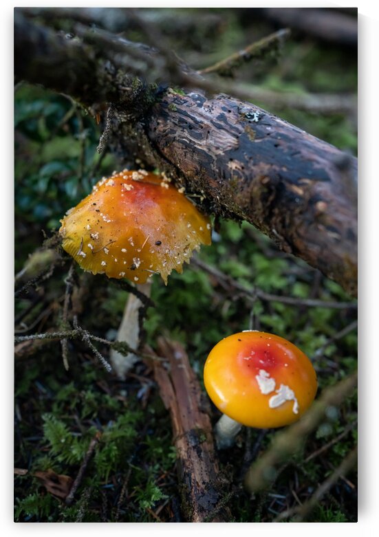 Mushrooms by Noah Lang