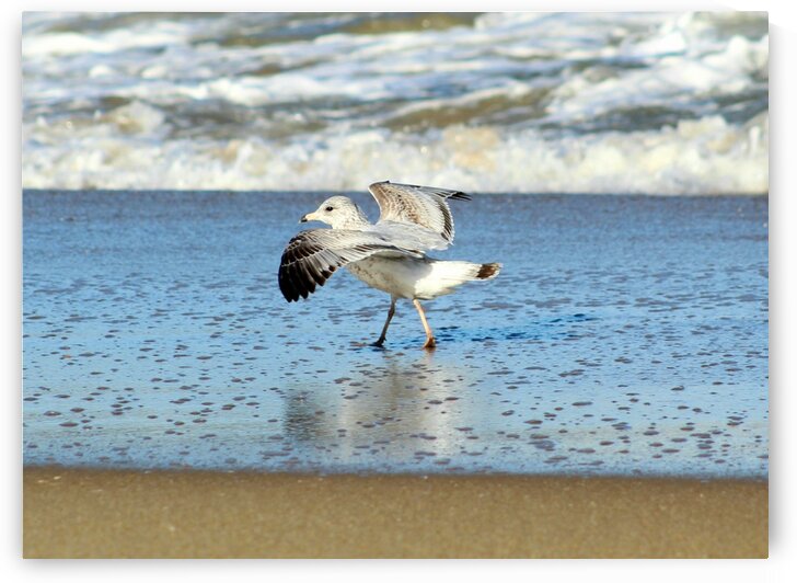 Decision to Fly or Stay by The NC Geek