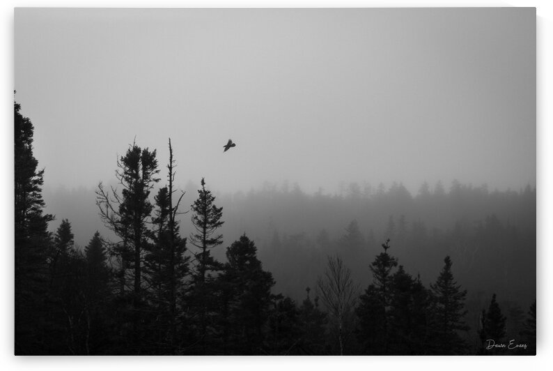 Crow in the fog  by Dawn Evans