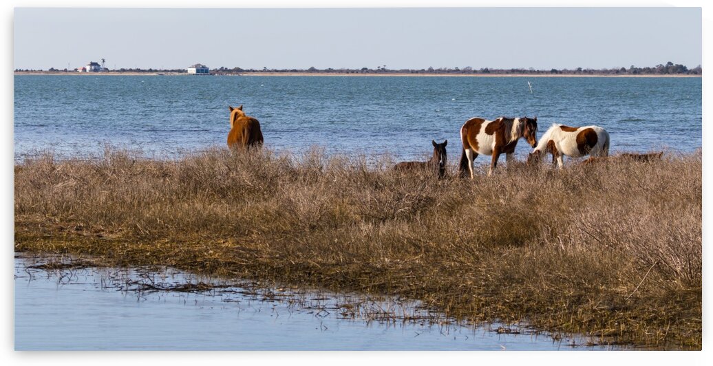 Wild Horses ap 2800 by Artistic Photography