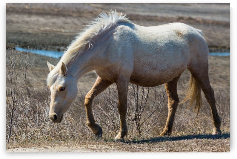 Wild Horse ap 2836 by Artistic Photography