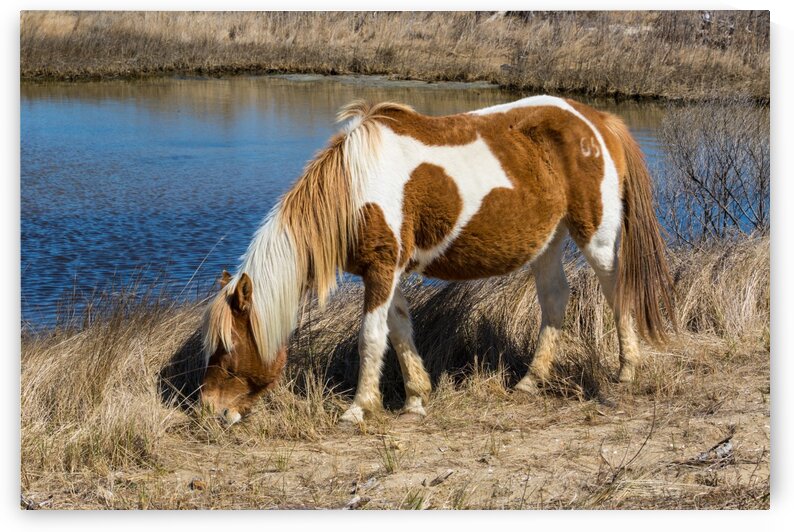 Wild Horse ap 2837 by Artistic Photography