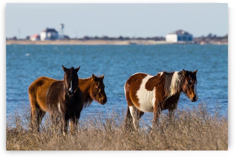 Wild Horses ap 2796 by Artistic Photography