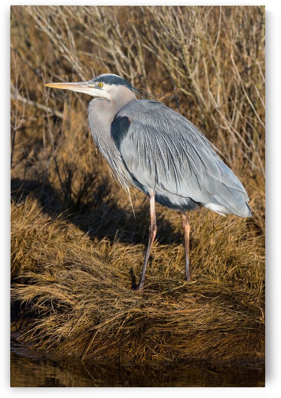 Great Blue Heron ap 2741 by Artistic Photography
