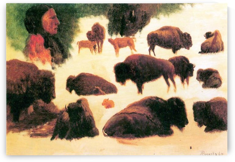 Study of Buffaloes by Bierstadt