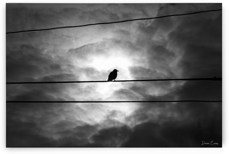 Crow in the spotlight by Dawn Evans