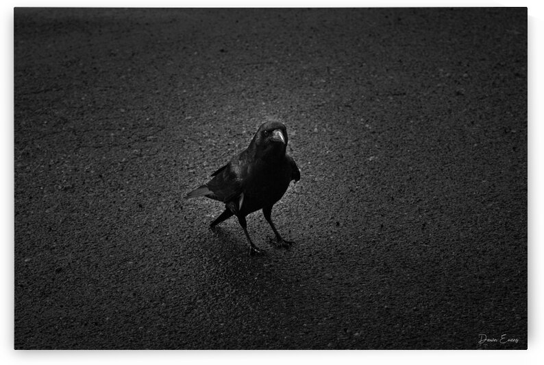 Crow  by Dawn Evans