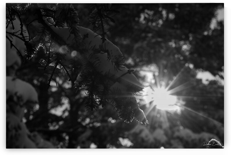 Sun through the trees by Dawn Evans