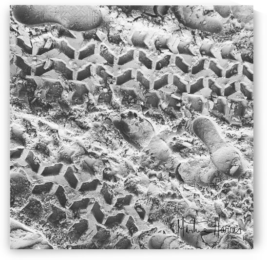 Moonlight shadow . by Martine Harris