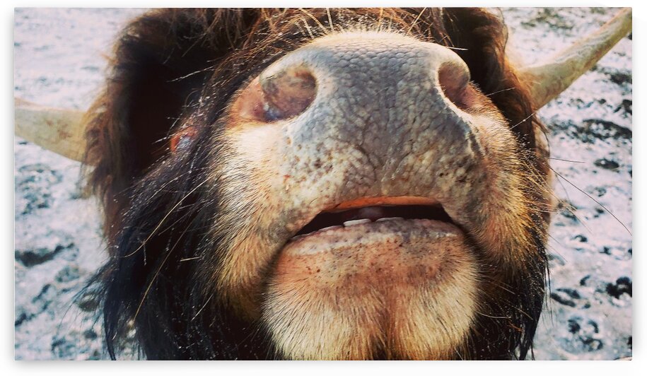 IMG 20201231 081859 394 by Amy Chapman