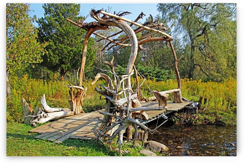 Twisting Roots And Gnarled Stumps by Deb Oppermann