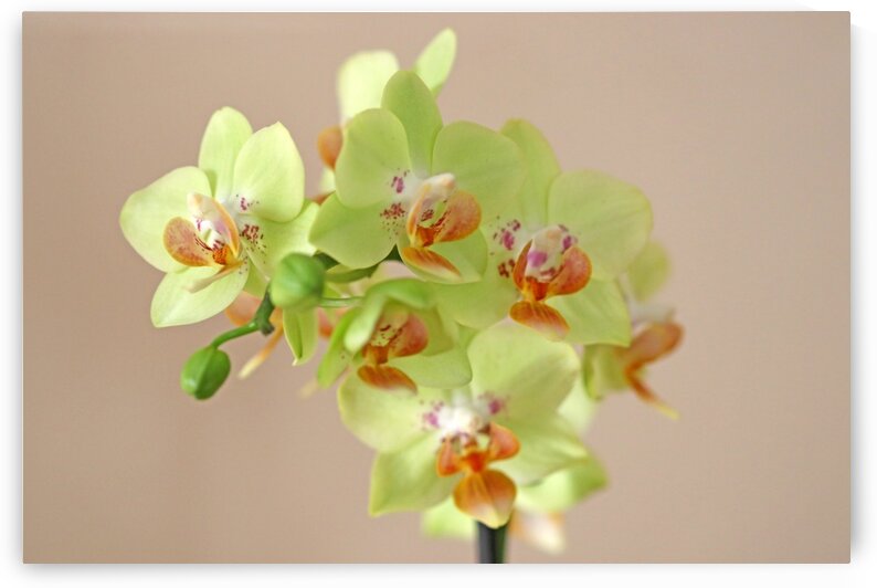 Lemon Lime Orchid by Deb Oppermann