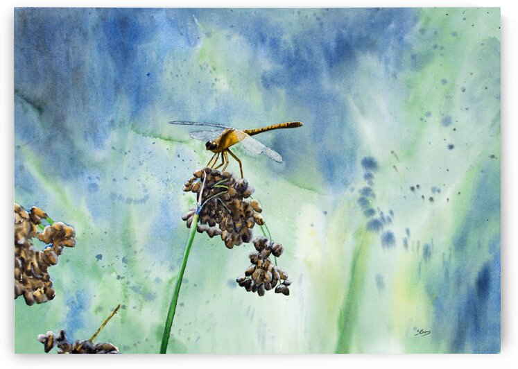 Meadowhawk Dragonfly Painting by Stephen Emms