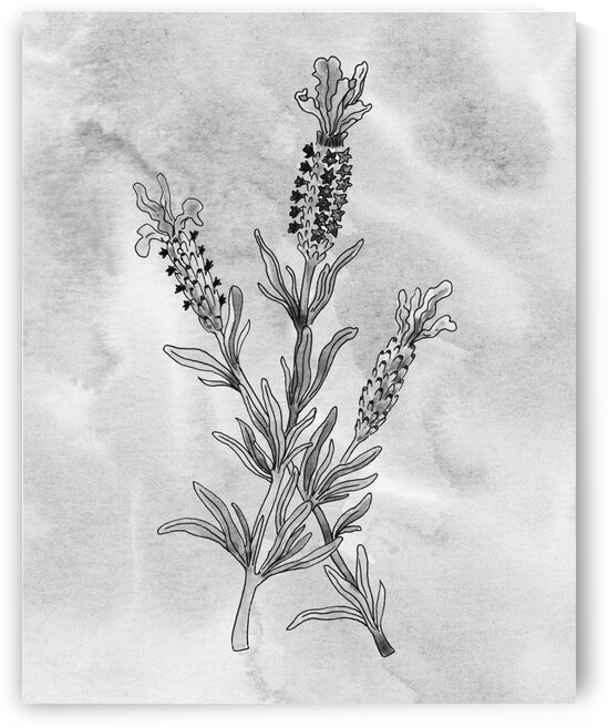 Lavender Simple Gray Botanical Flower On Watercolor Marble  by Irina Sztukowski