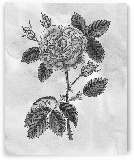 Garden Rose Simple Gray Botanical Flower On Watercolor Marble  by Irina Sztukowski