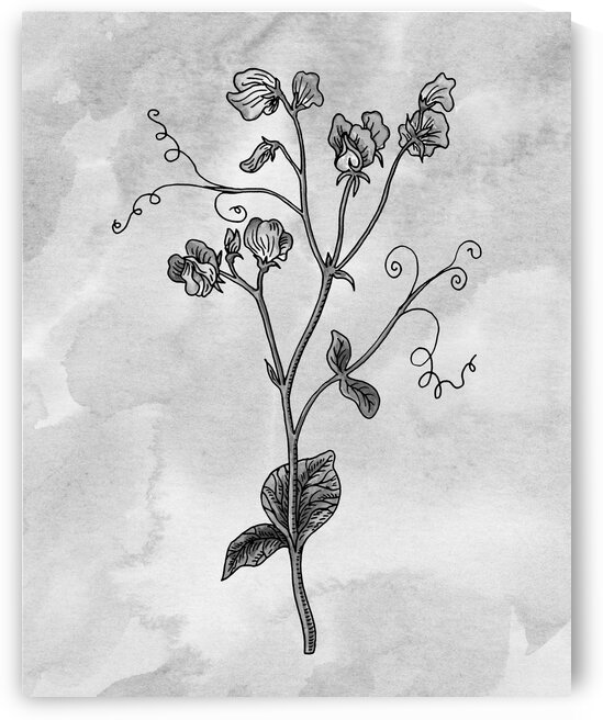 Sweet Pea Simple Gray Botanical Flower On Watercolor Marble  by Irina Sztukowski