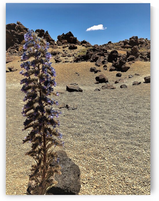 Tenerife  K by AttoGraphy