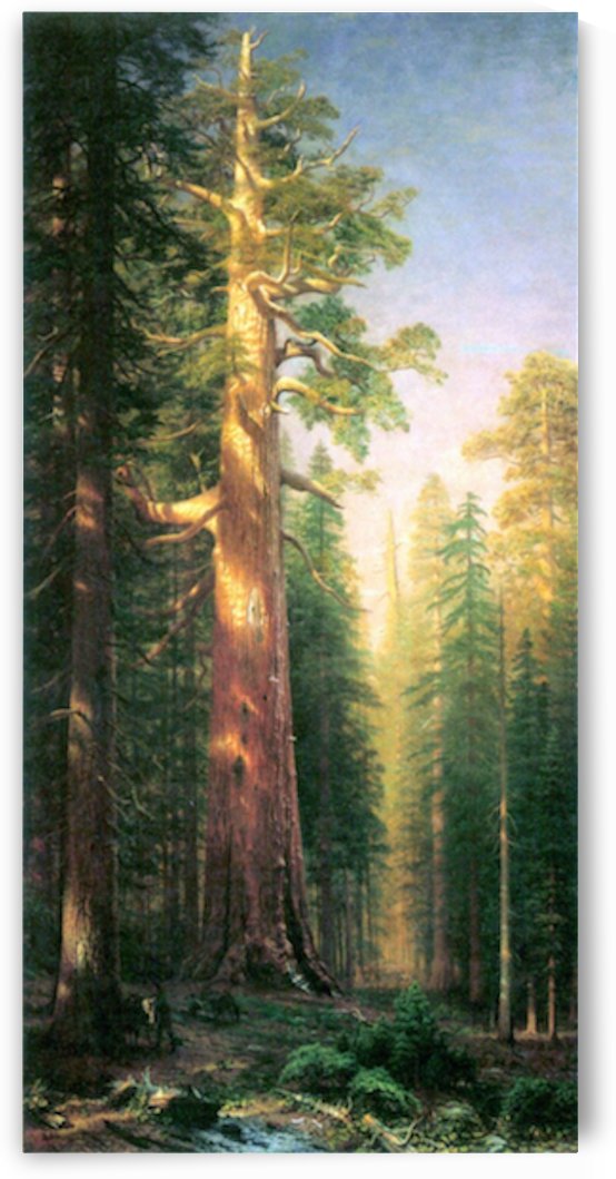 The big trees Mariposa Grove California by Bierstadt