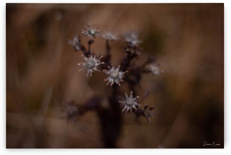 Winter flowers by Dawn Evans