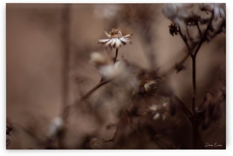 Winter flowers by Dawn Evans