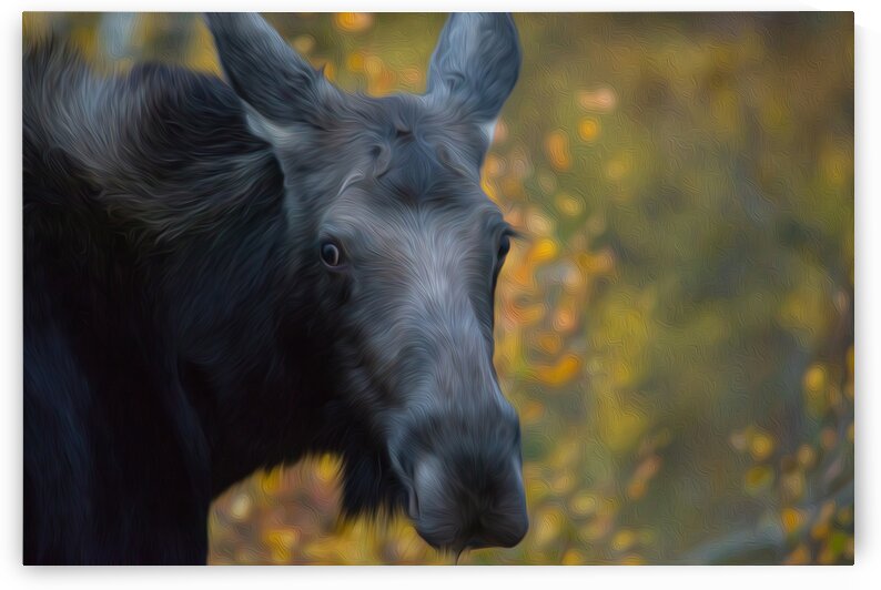 Morning Darling by Stephen Taylor