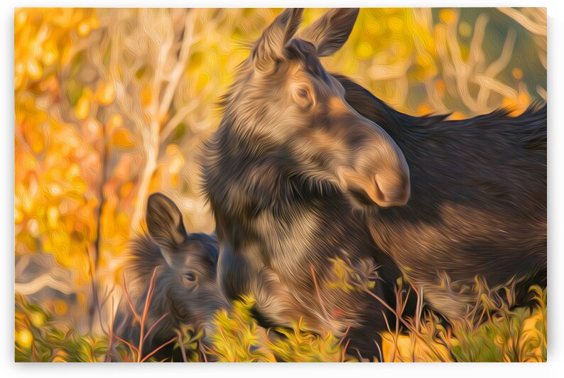 Shyness by Stephen Taylor