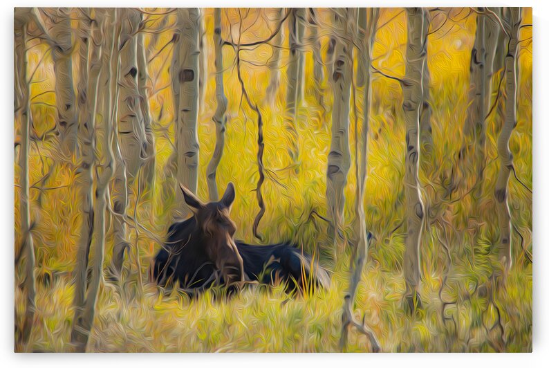 Quiet Grove by Stephen Taylor