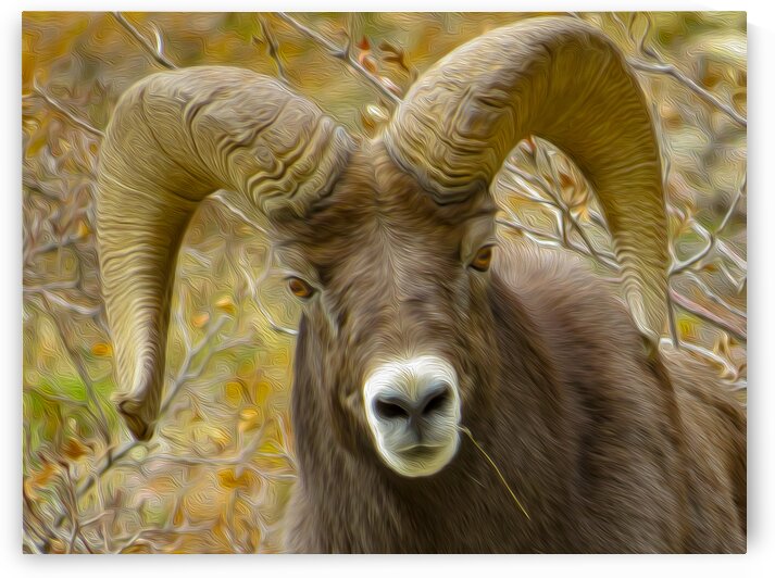 Hard Headed by Stephen Taylor