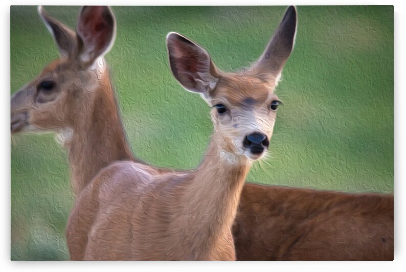 A Curious Nature by Stephen Taylor